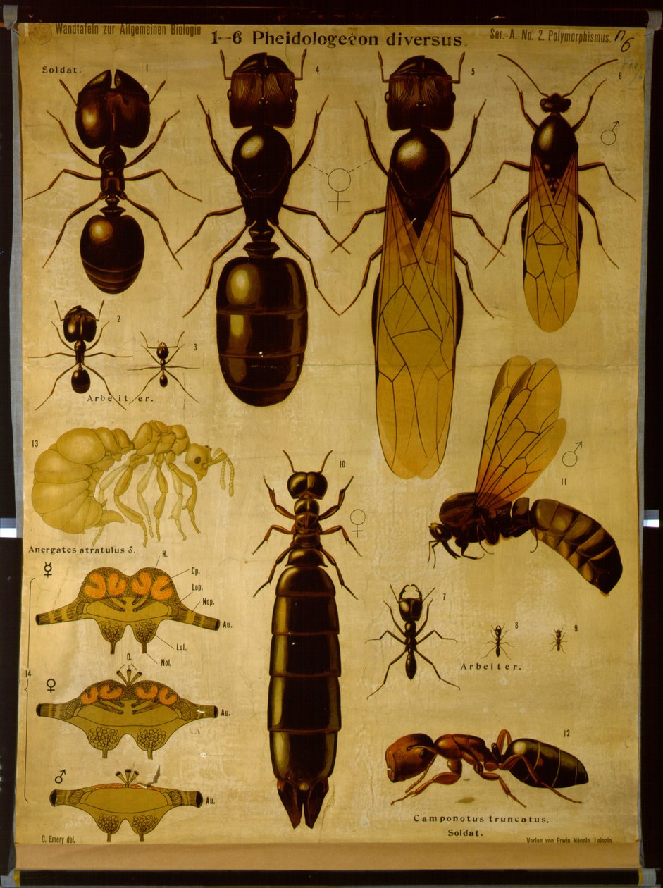 Nástěnná mapa zobrazující Formicidae od German School