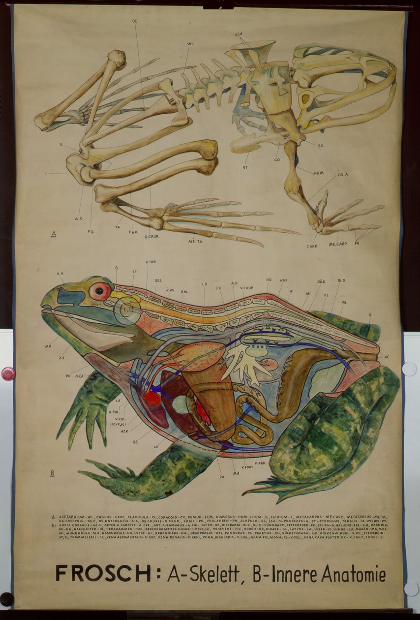 Nástěnná tabulka kostry a anatomie žáby od German School