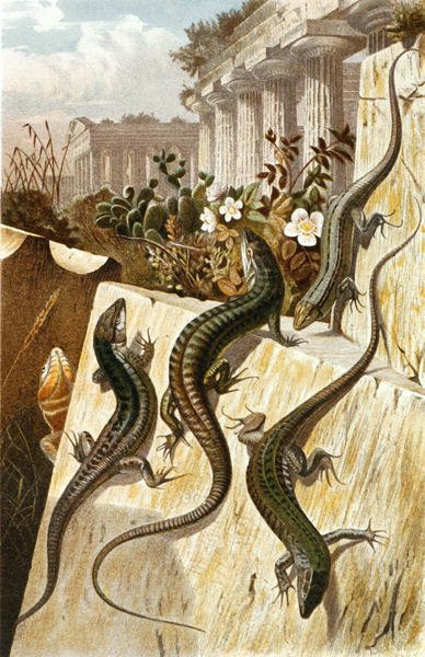 Ještěrka zední, deska z "Brehms Tierleben: Allgemeine Kunde des Tierreichs", sv.7, s.151, vydal Bibliographisches Institut od German School
