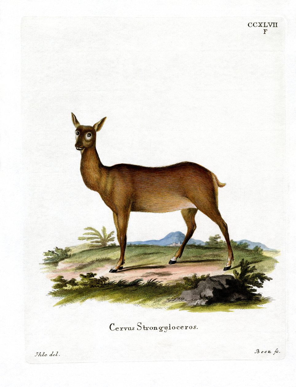 Wapiti (barevné rytí) od German School