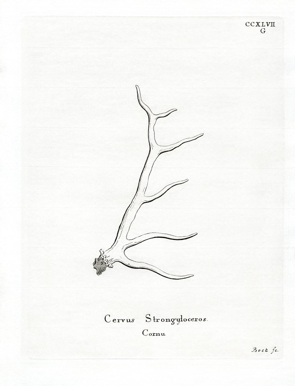 Wapiti Antlers (barevná rytina) od German School