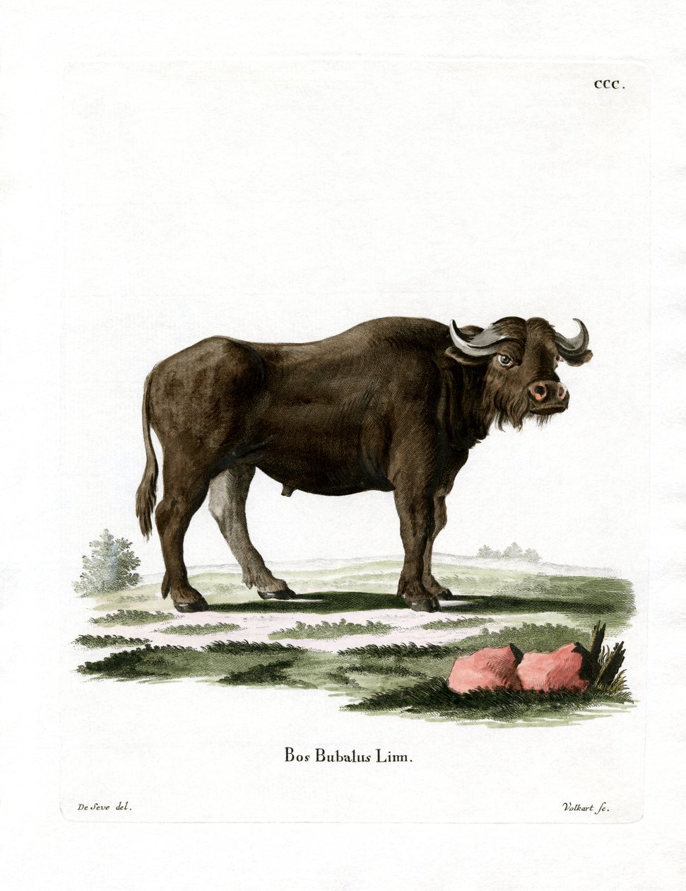 Water Buffalo (barevná rytina) od German School