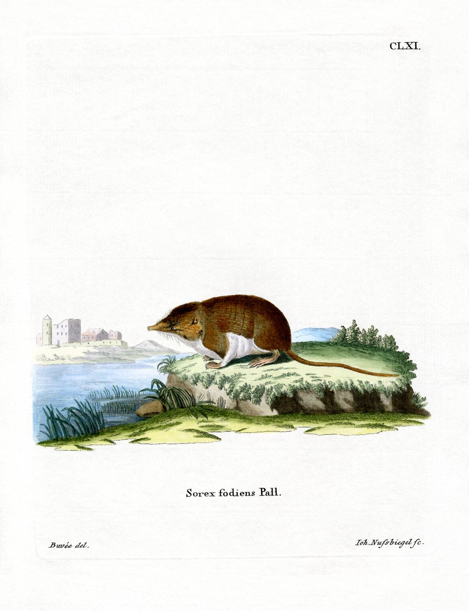 rejsek vodní (barevná rytina) od German School