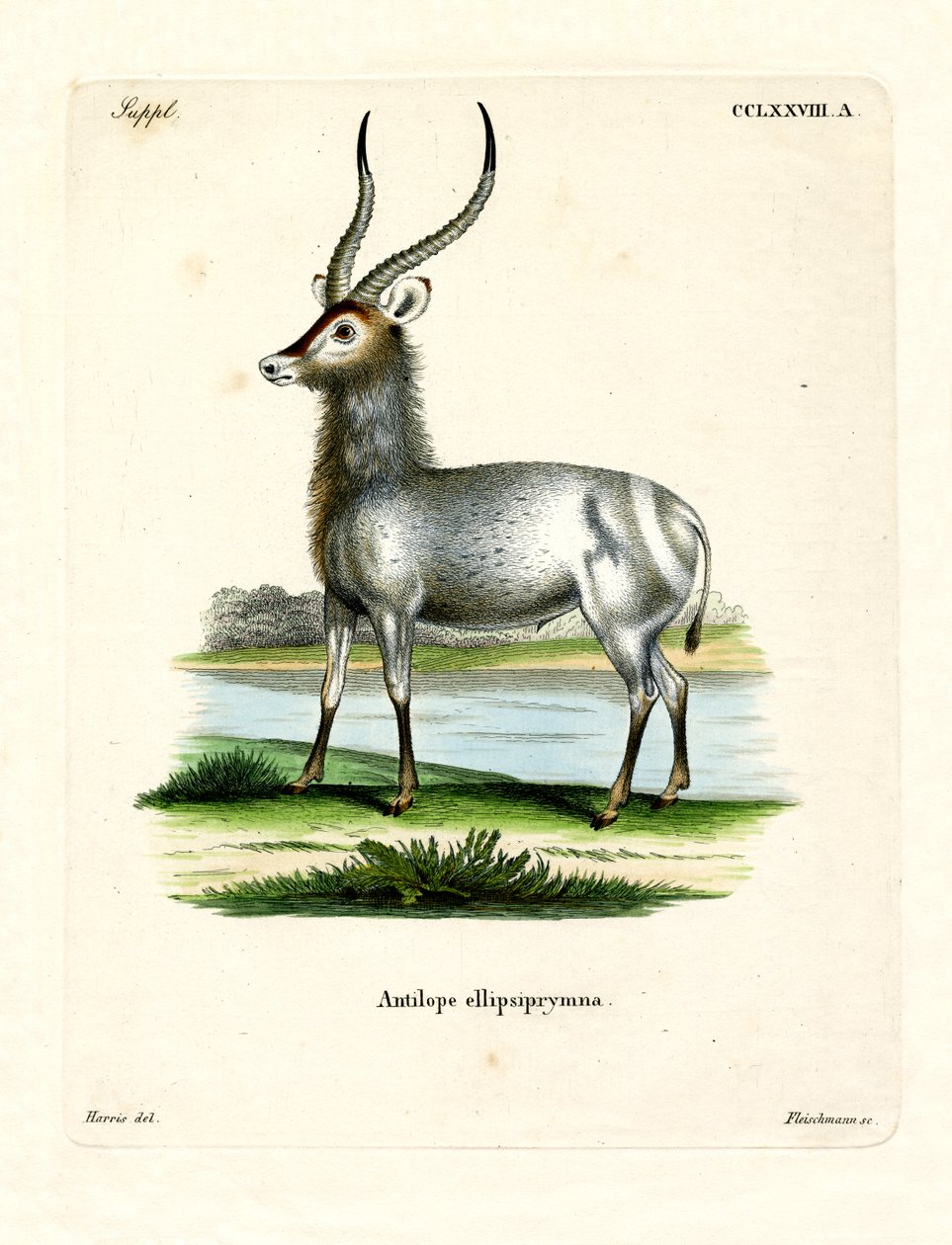 Waterbuck (barevné rytí) od German School