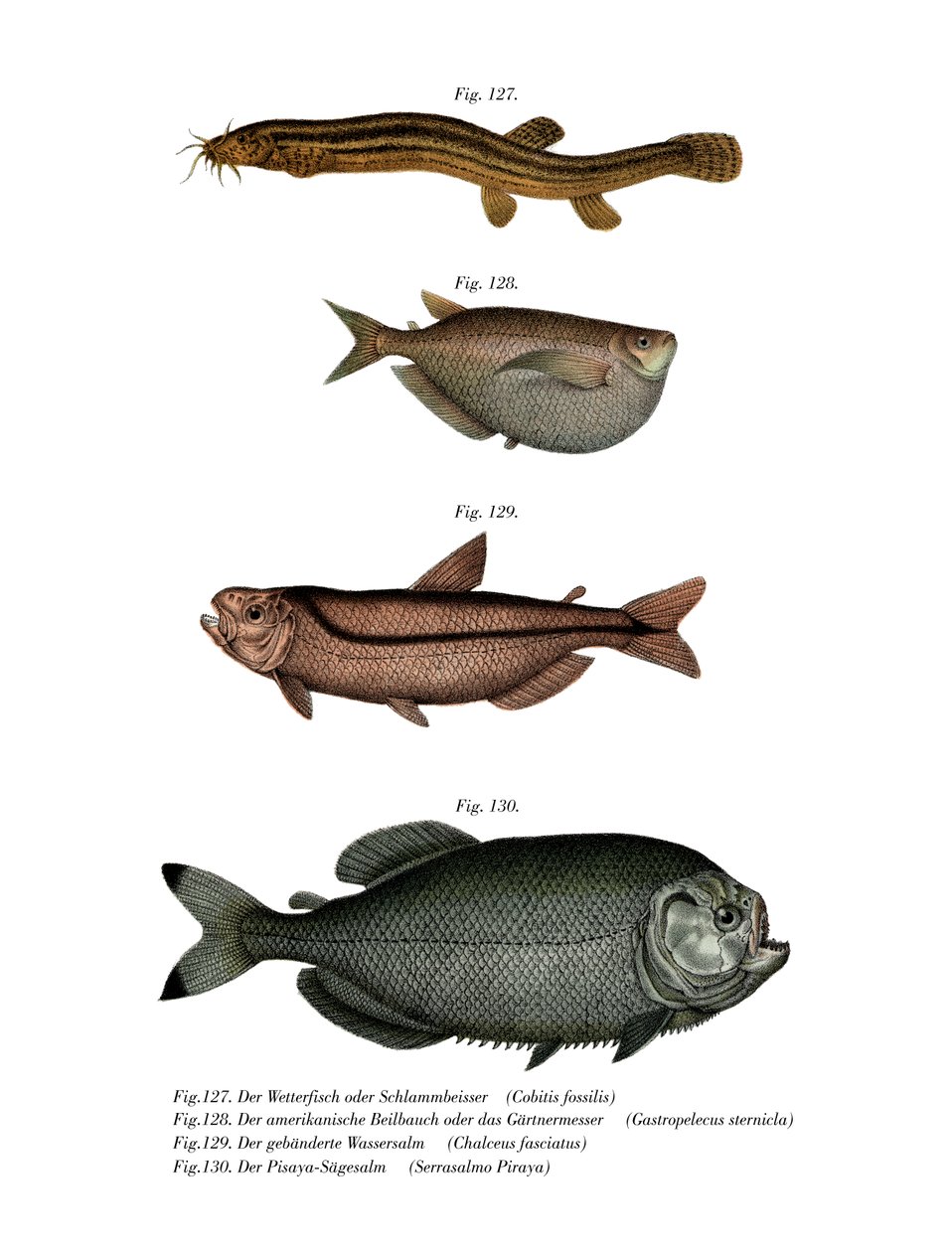 Weather Loach (barva litho) od German School