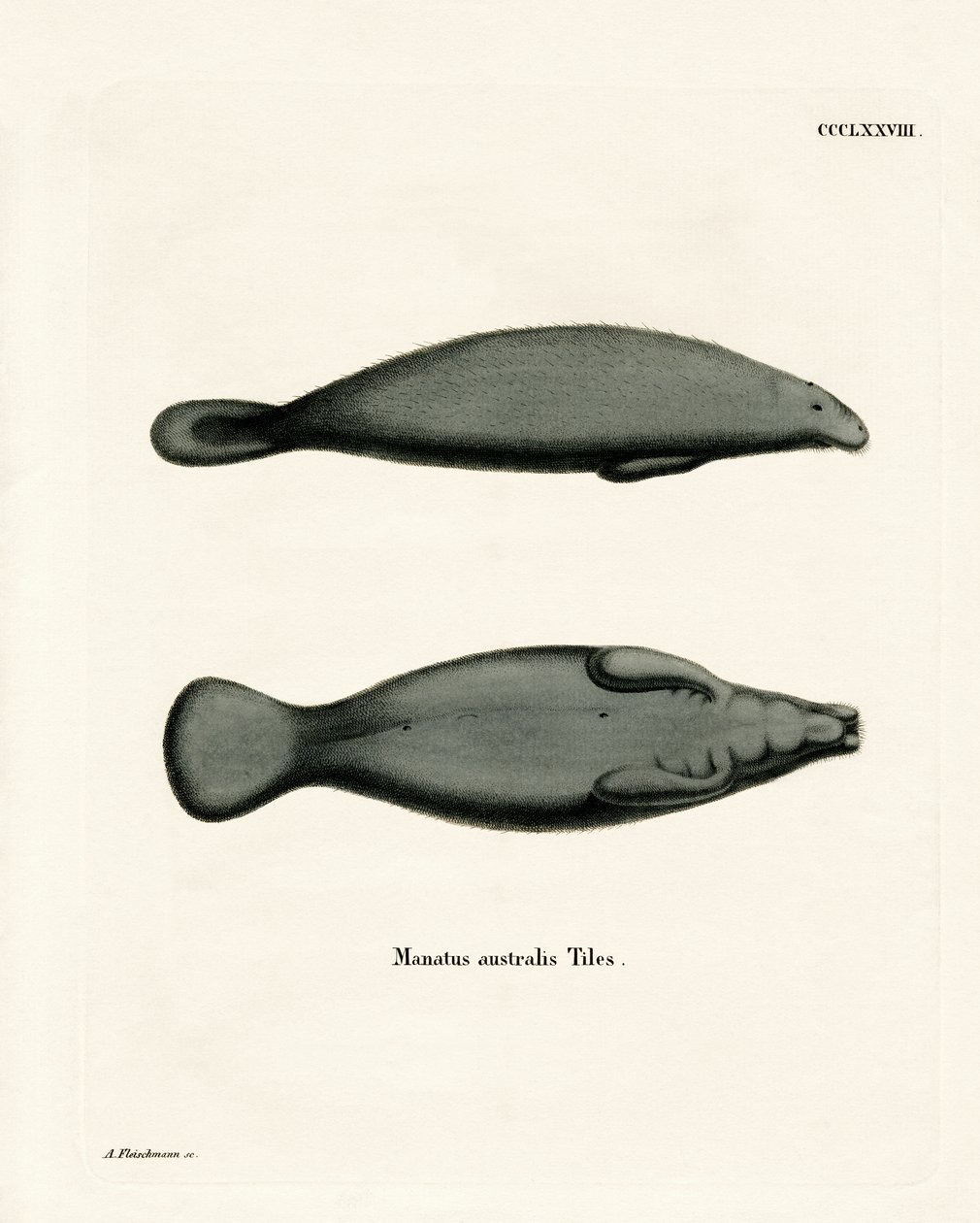 Manatee západoindický (barevná rytina) od German School