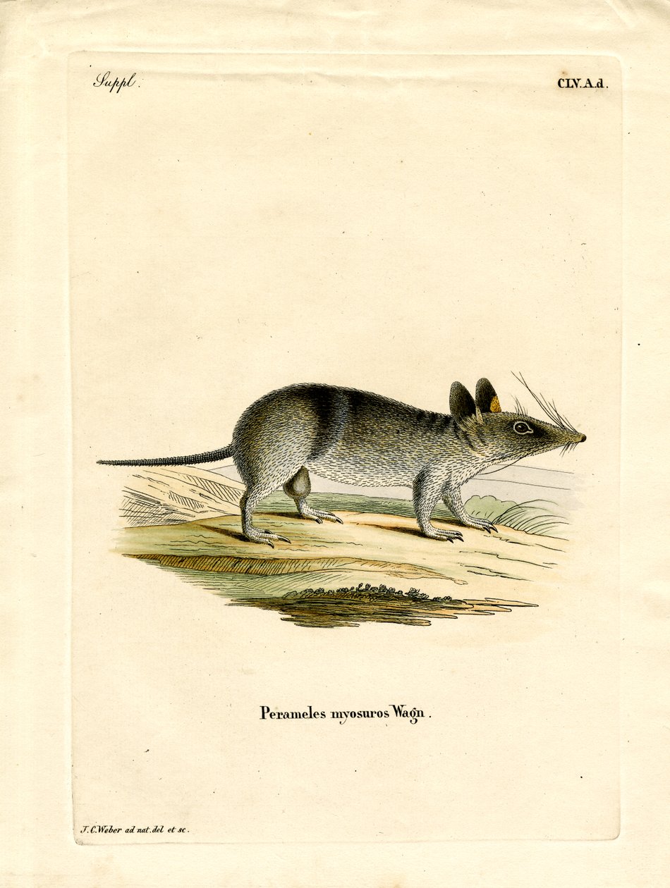 Western Barred Bandicoot (barevná rytina) od German School