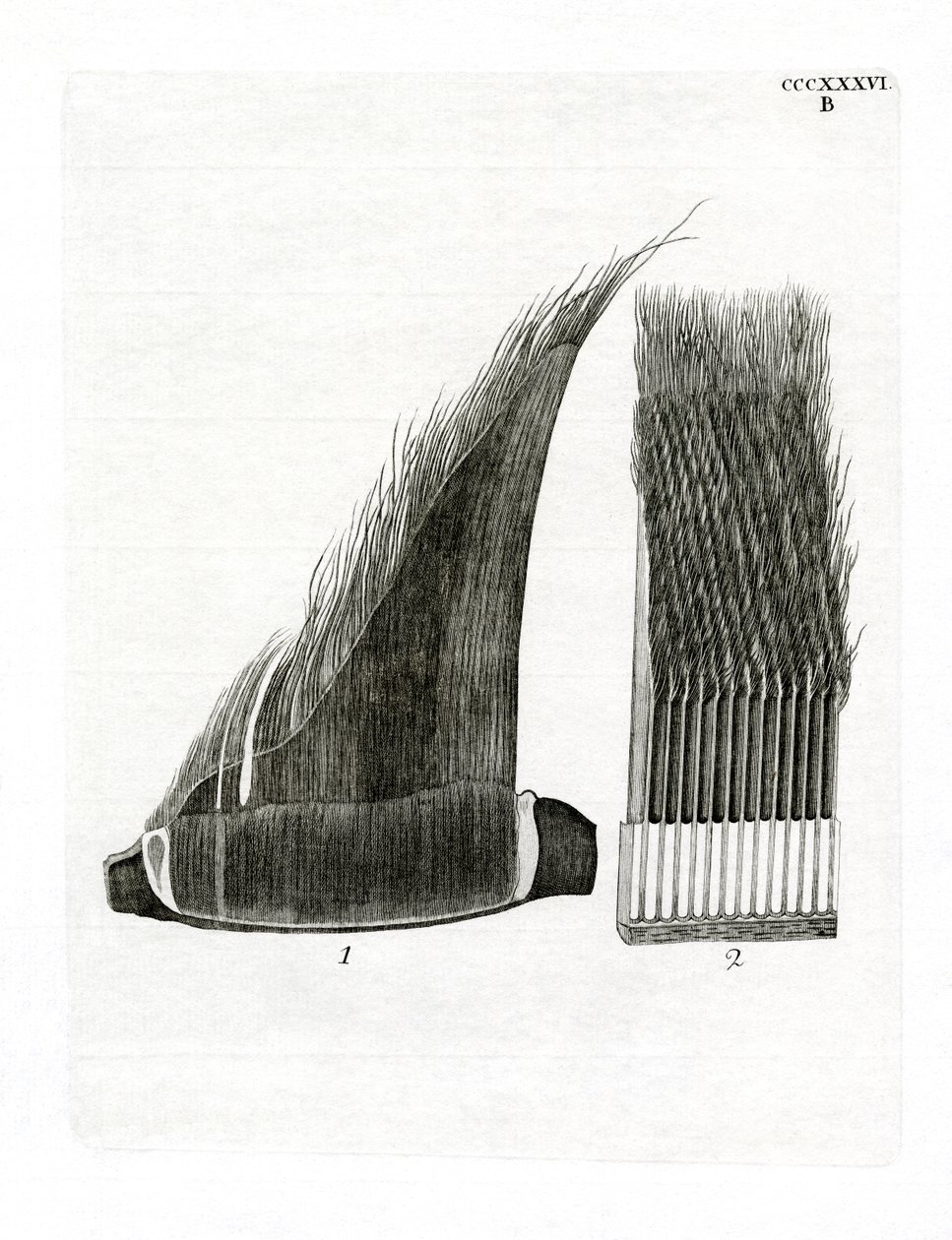 Talíře Whale Baleen (barevné rytí) od German School