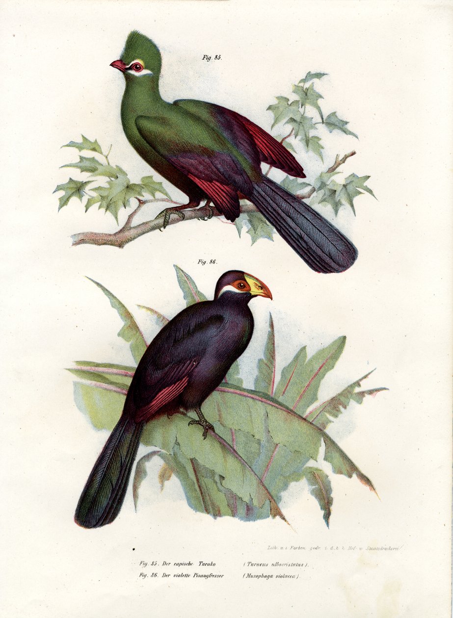 Turaco běločelý, 1864 od German School