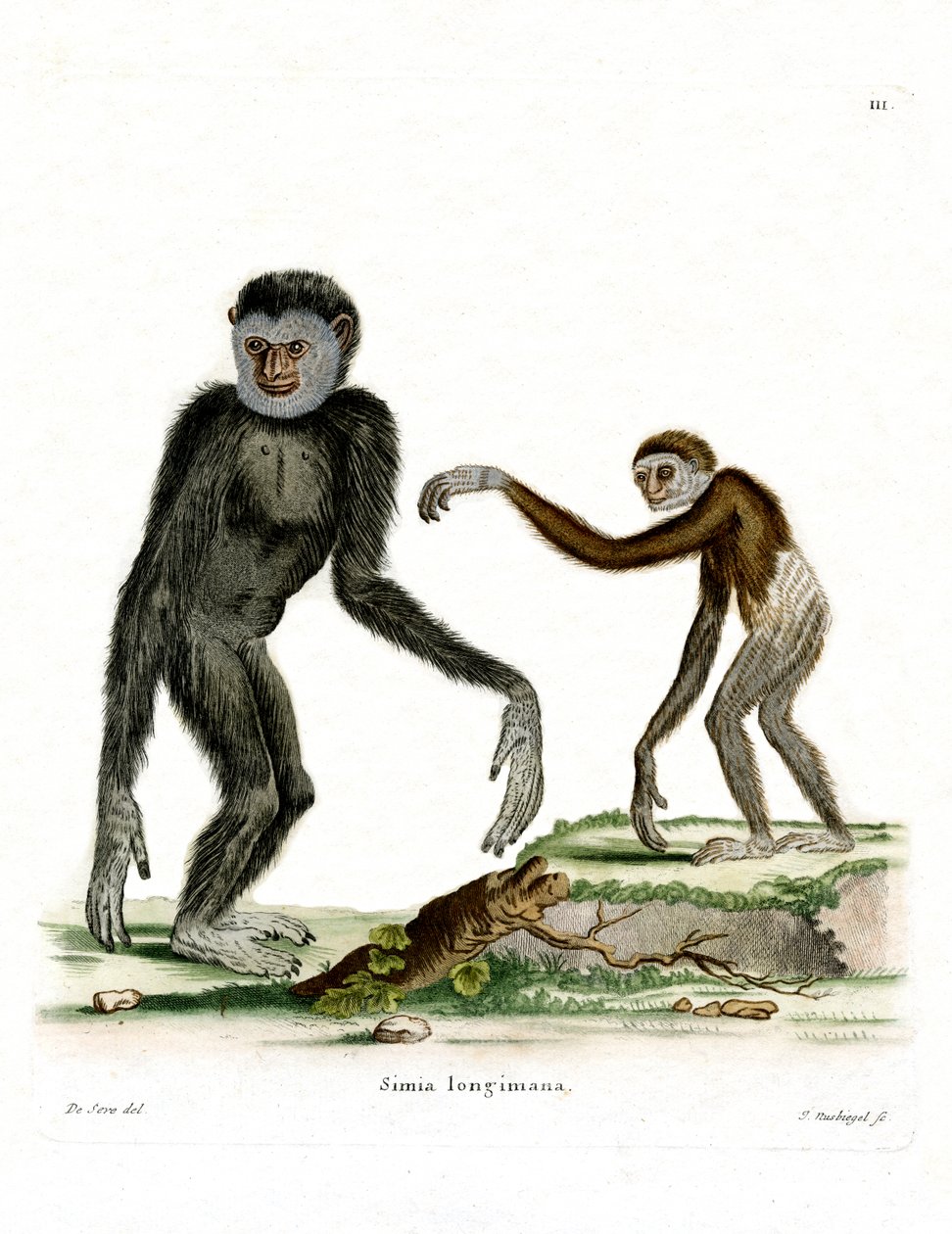 Gibbon běloruký (barevná rytina) od German School