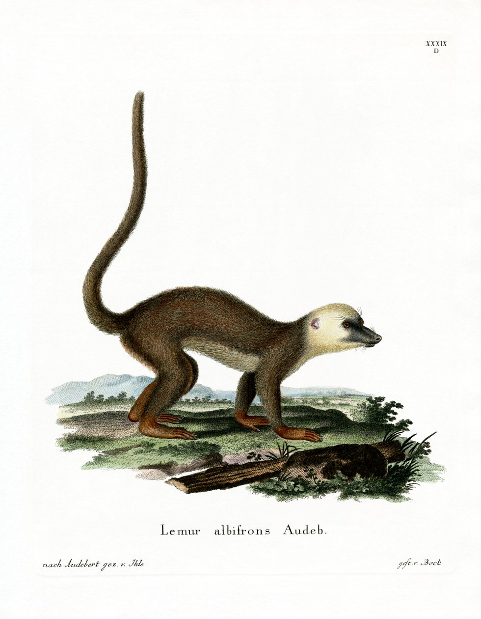 Lemur bělohlavý (barevná rytina) od German School