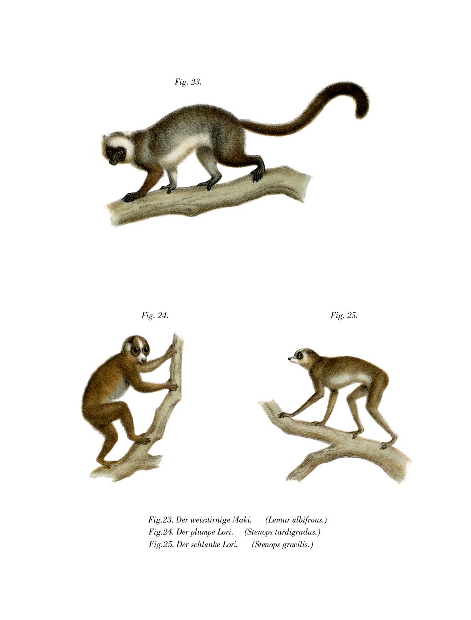Lemur bělohlavý, 1860 od German School