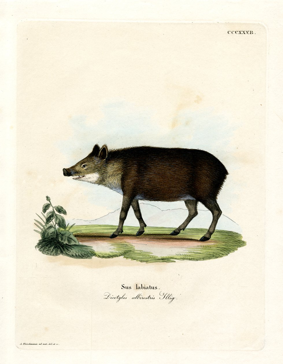Peccary s bílými rty (barevné rytí) od German School