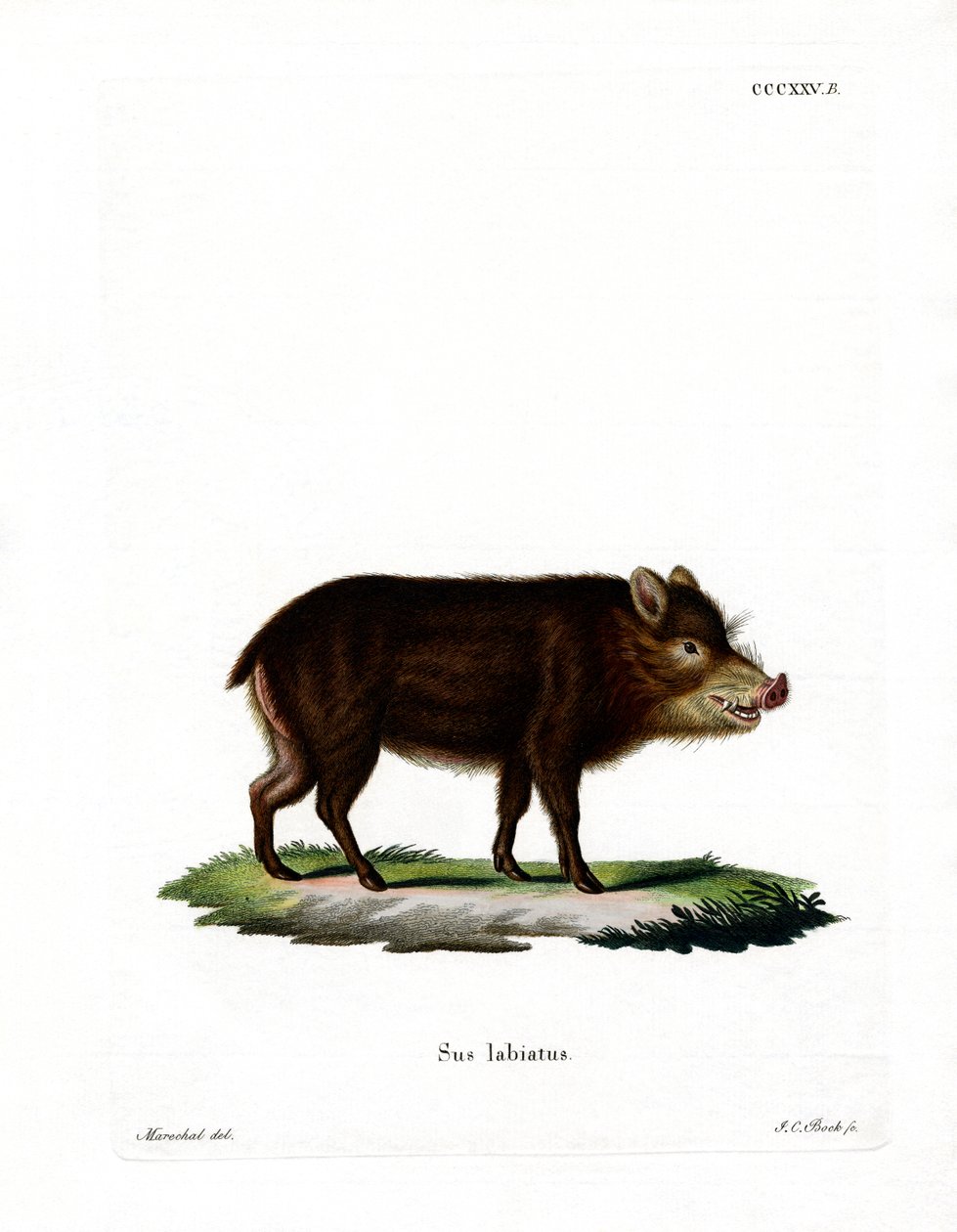 Peccary s bílými rty od German School