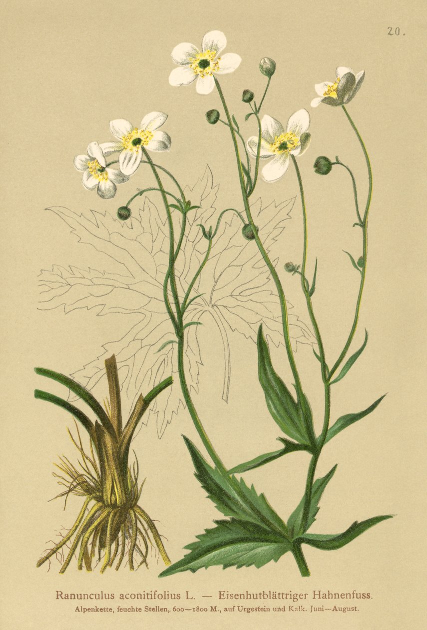 Bílé mládenecké knoflíky (Ranunculus aconitifolius) od German School