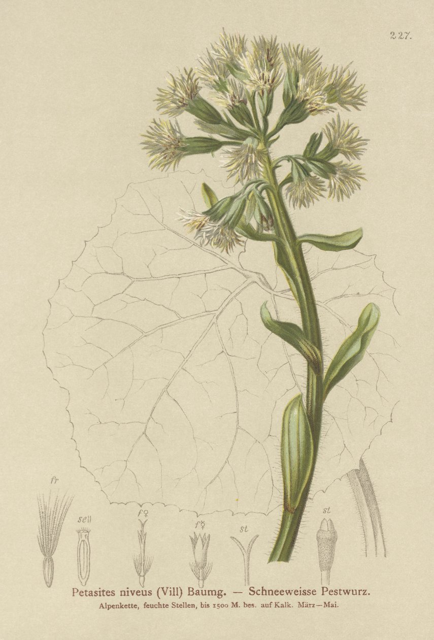 Bílý motýlek (Petasites niveus, Petasites albus) od German School