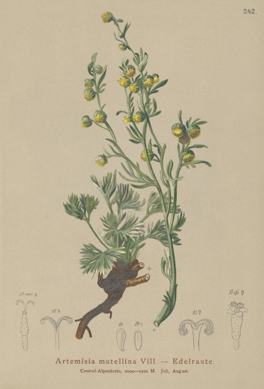 White Genepi (Artemisia mutellina, Artemisia umbelliformis) od German School