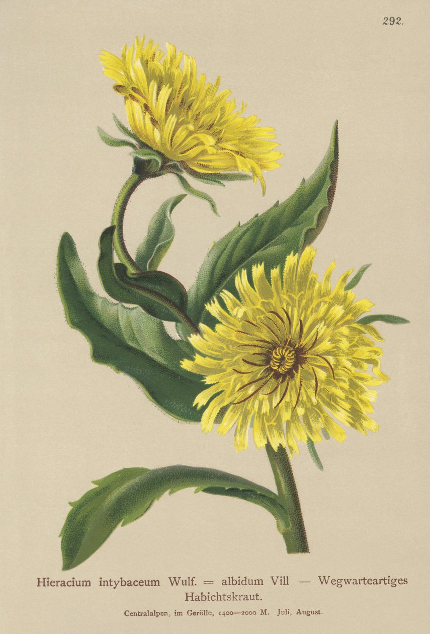 Jestřábník bílý (Hieracium intybaceum) od German School