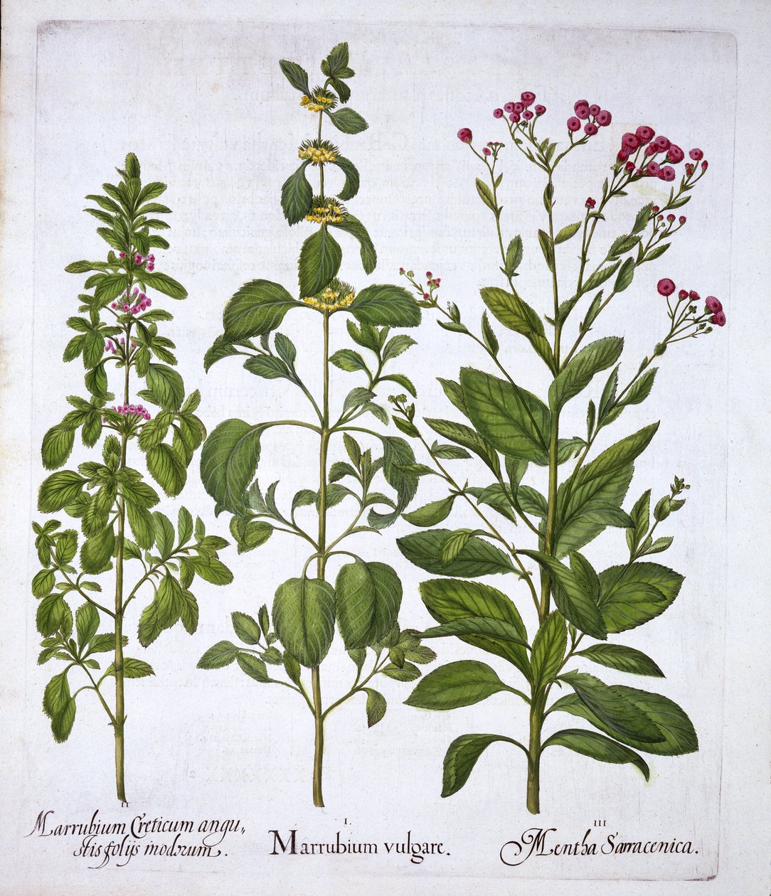 Bílý honič, Horehound a máta, od Hortus Eystettensis, od Basila Beslera (1561-1629), hospoda. 1613 (ručně kolorovaná rytina) od German School