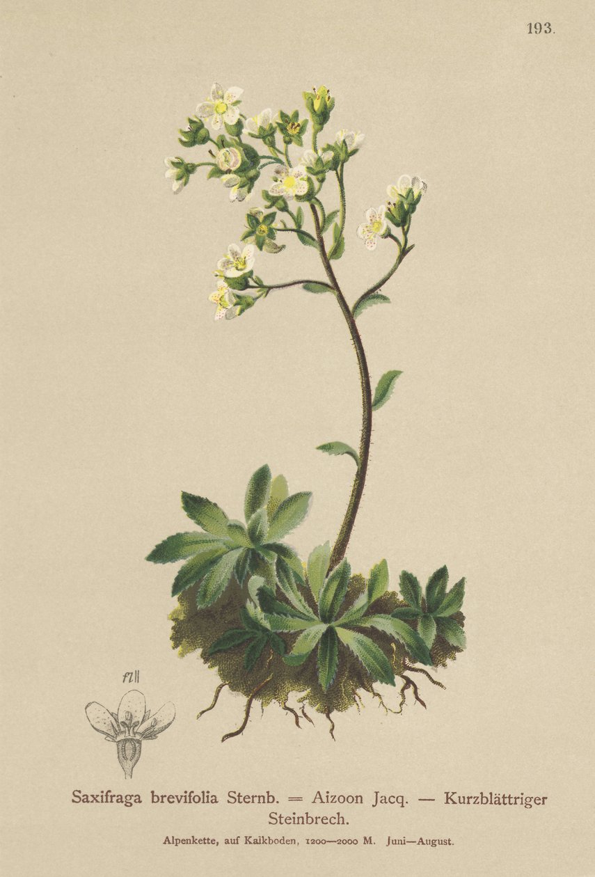 Lomikámen bílý (Saxifraga brevifolia, Saxifraga Aizoon) od German School