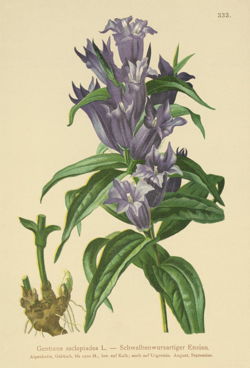Hořec vrbový (Gentiana asclepiadea) od German School