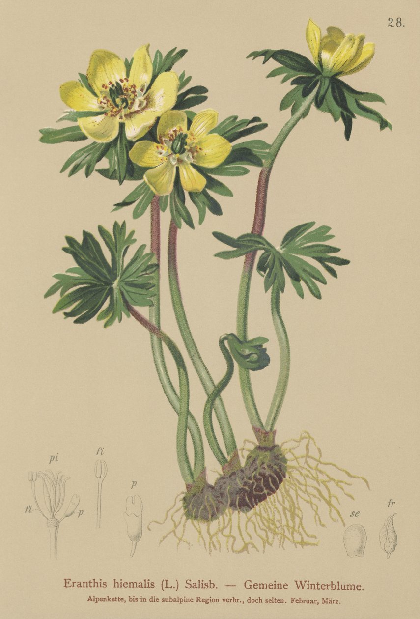Zimní akonit (Eranthis hiemalis, Eranthis hyemalis) od German School