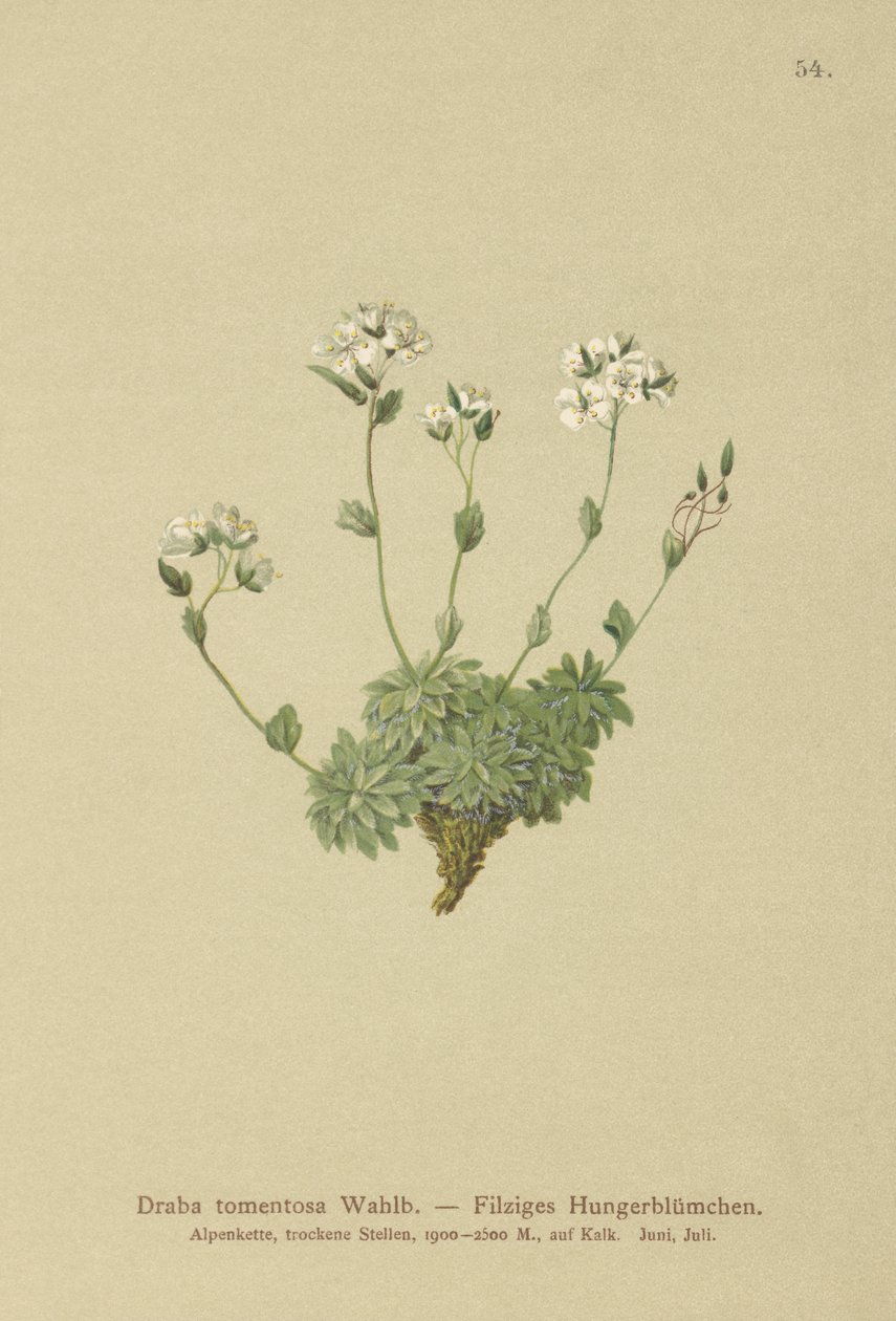 Wolley Whitlow-grass (Draba tomentosa) od German School