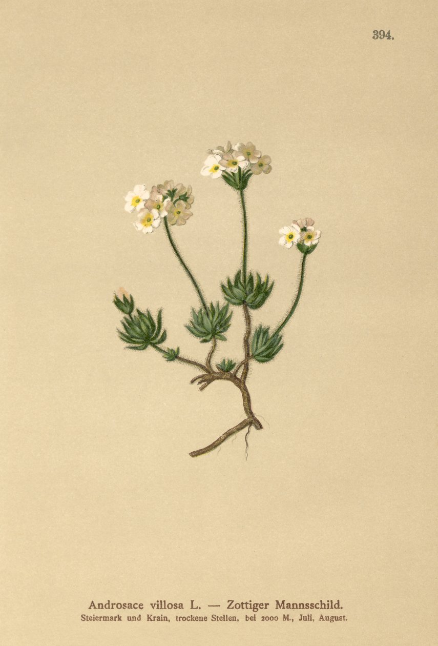 Wolly Rock Jasmine (Androsace villosa) od German School