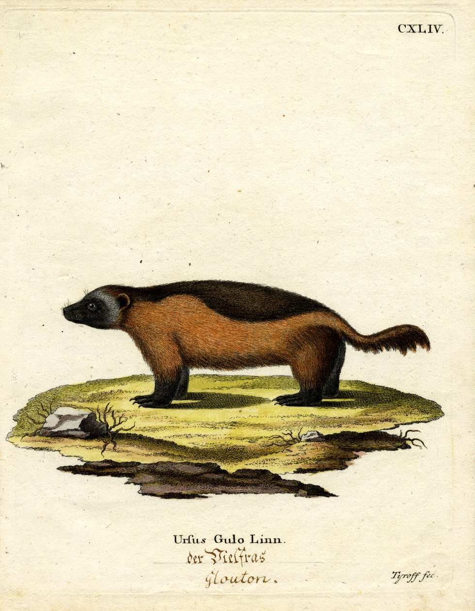 Wolverine (barevná rytina) od German School