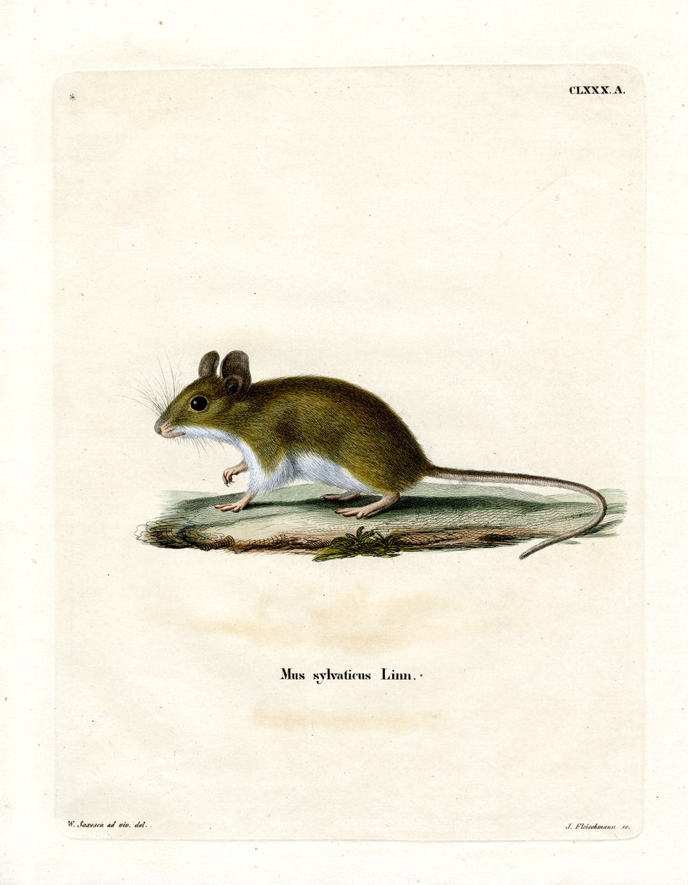 Wood Mouse (barevné gravírování) od German School