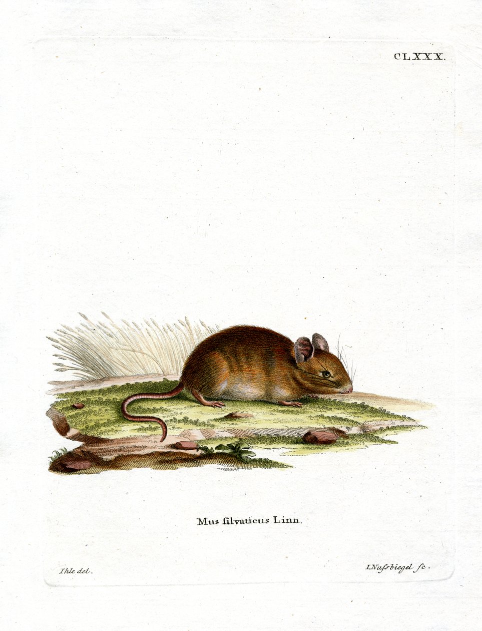 Wood Mouse (barevné gravírování) od German School