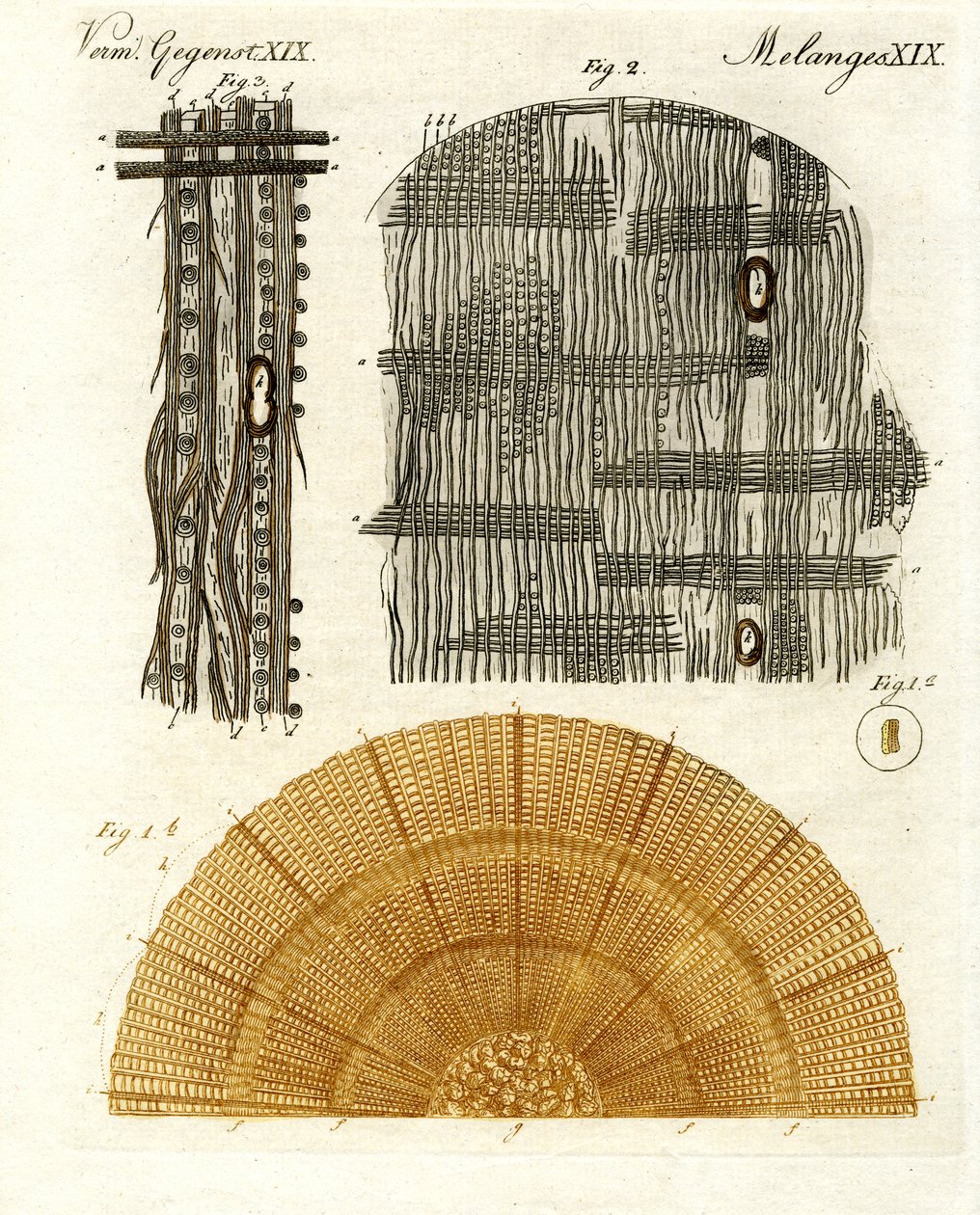 Anatomie dřeva od German School