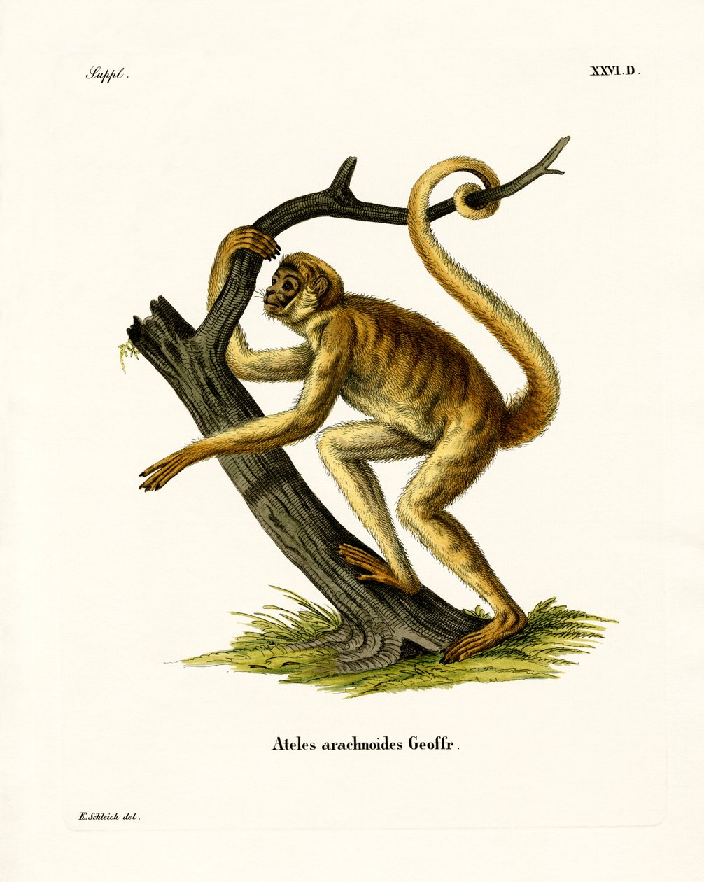 Woolly Spider Monkey (barevná rytina) od German School