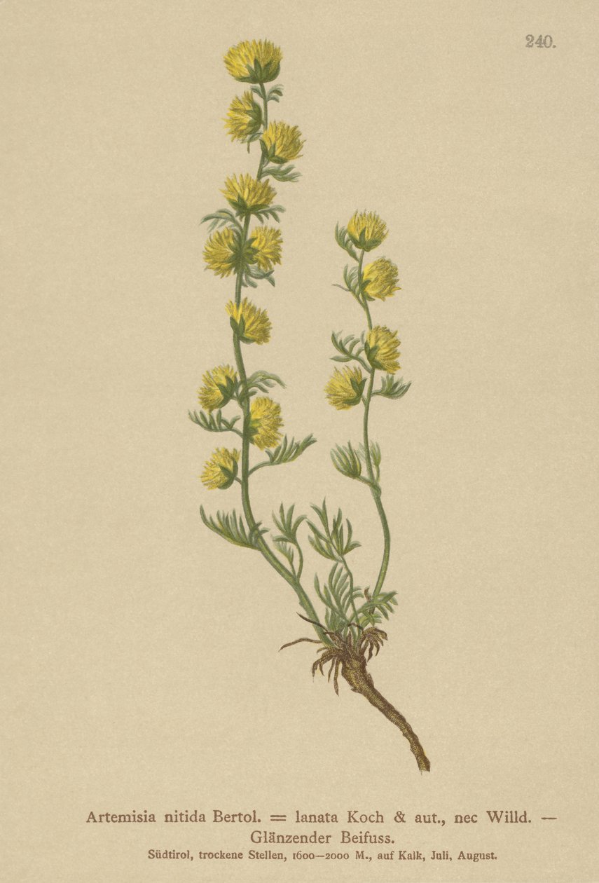 Pelyněk pravý (Artemisia nitida, Artemisia lantana) od German School