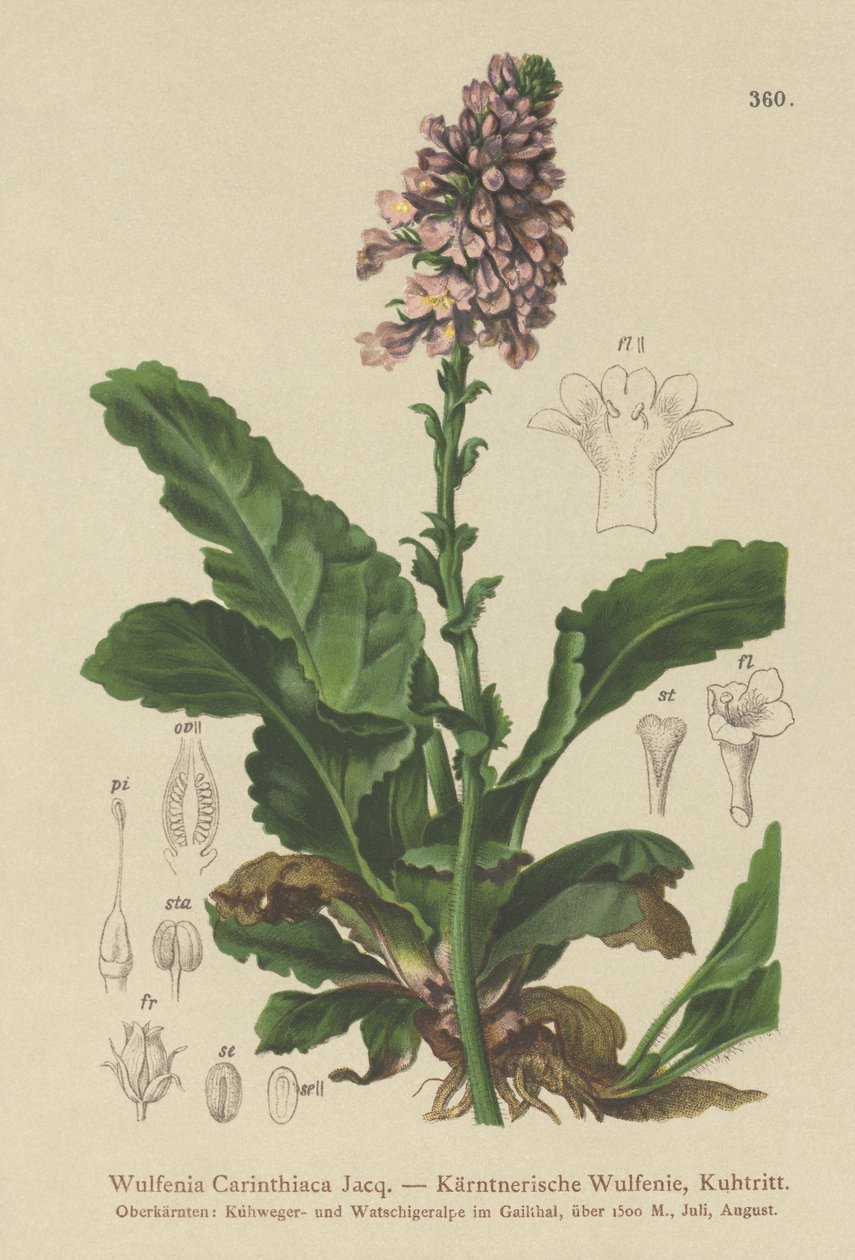 Wulfenia (Wulfenia Carinthiaca) od German School