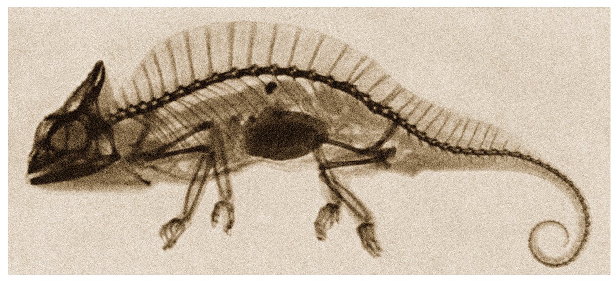 X Ray of a Chameleon kolem roku 1890 od German School