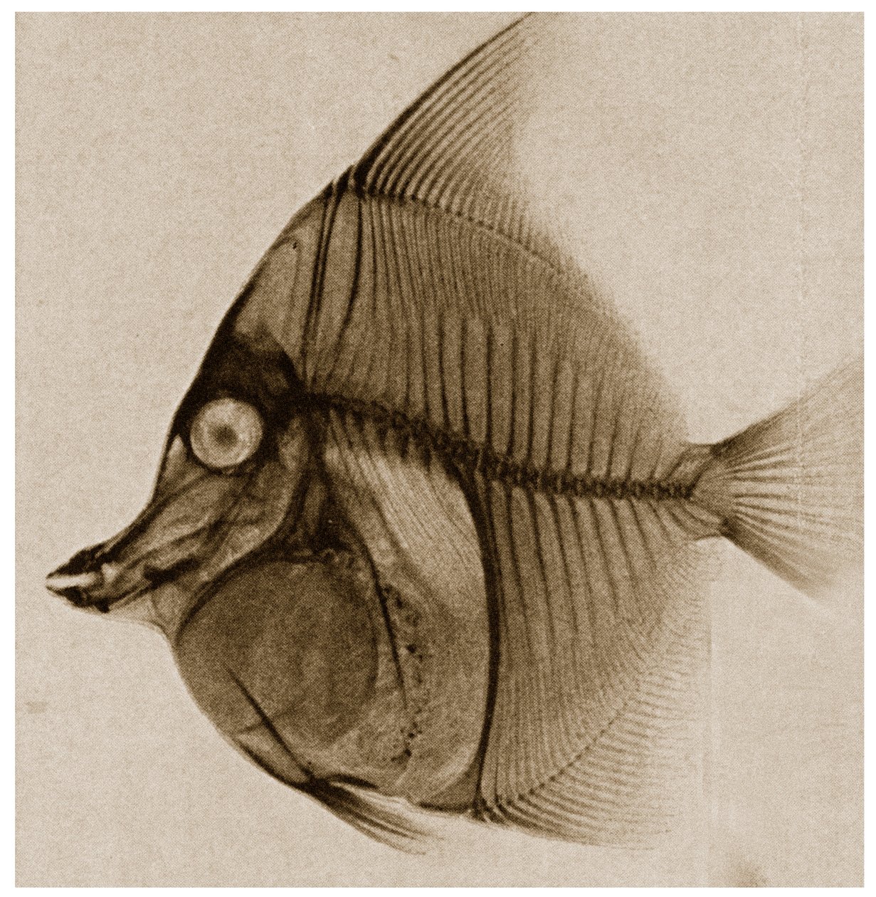 X Ray of a fish c.1890 od German School