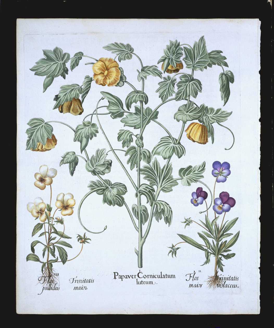 Žlutý mák rohatý, z Hortus Eystettensis od Basila Beslera (1561-1629), hospoda. 1613 (ručně kolorovaná rytina) od German School