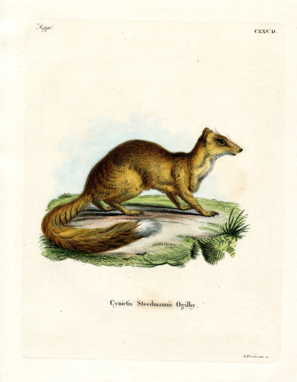 Yellow Mongoose (barevné rytí) od German School