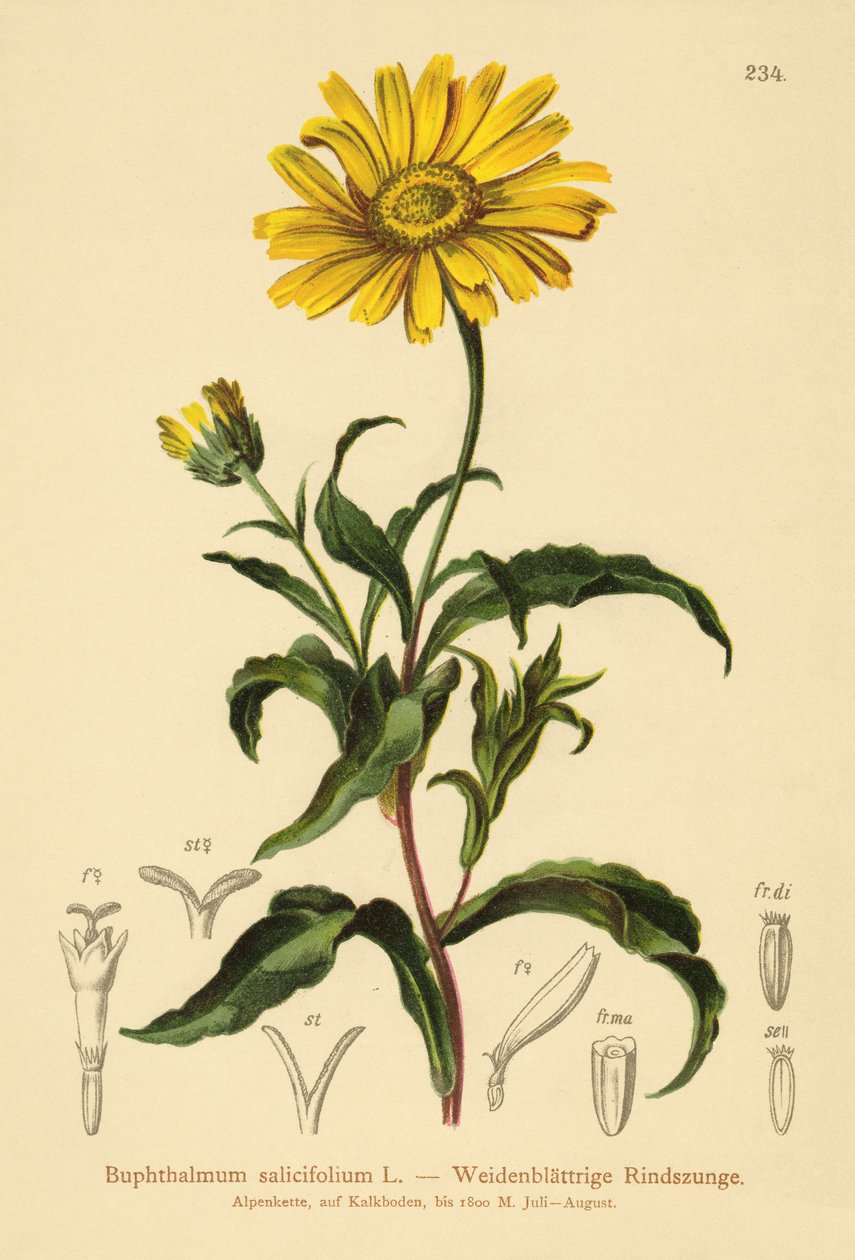 Žluté volské oko (Buphthalmum salicifolium) od German School