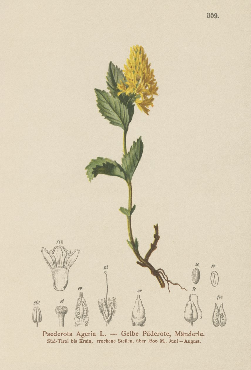 Paederota žlutá (Paederota Ageria, Paederota lutea) od German School