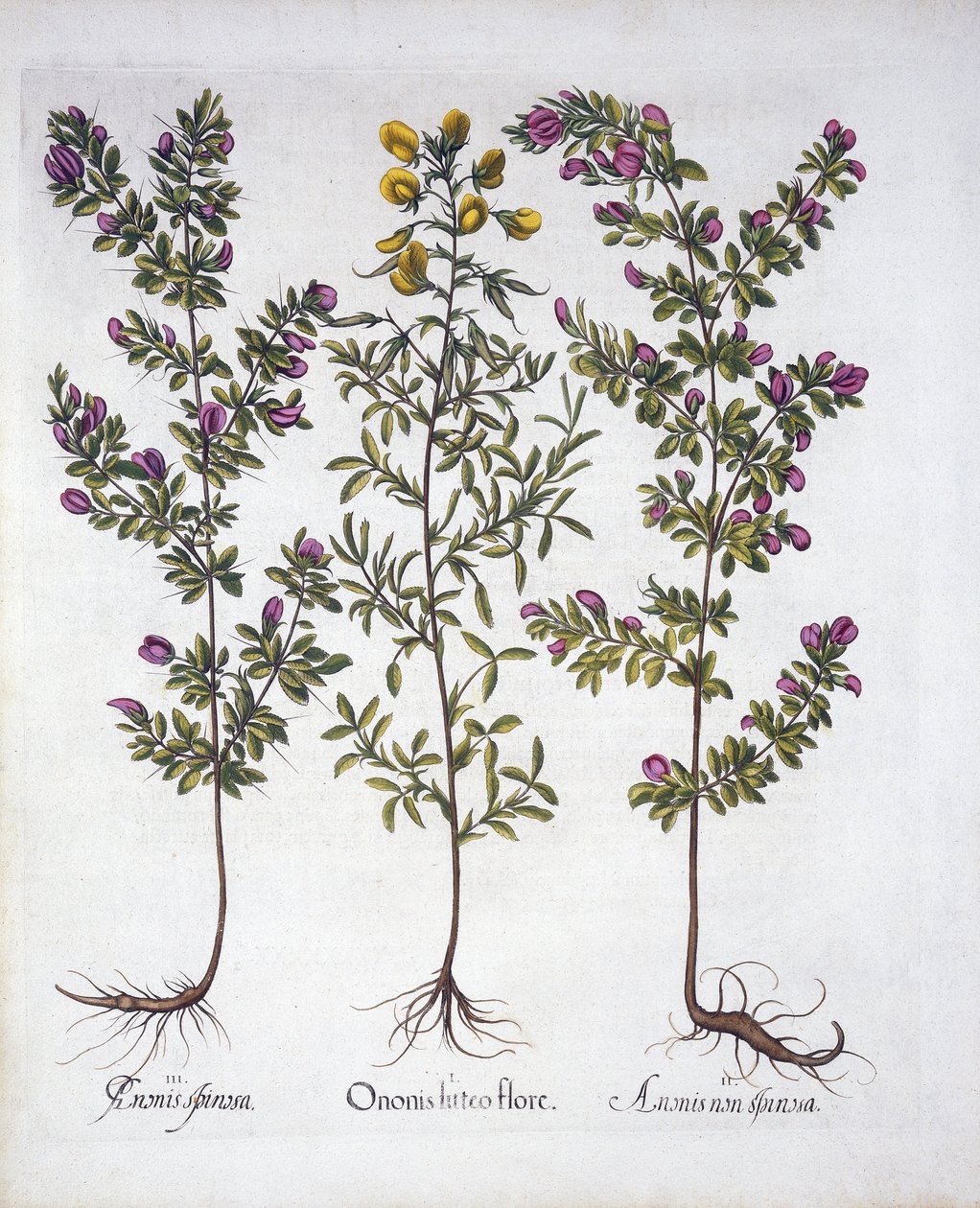 Yellow Rest-Harrow, Pink Rest-Harrow a Pink Thorny Rest-Harrow, od Hortus Eystettensis, od Basila Beslera (1561-1629), hospoda. 1613 (ručně kolorovaná rytina) od German School