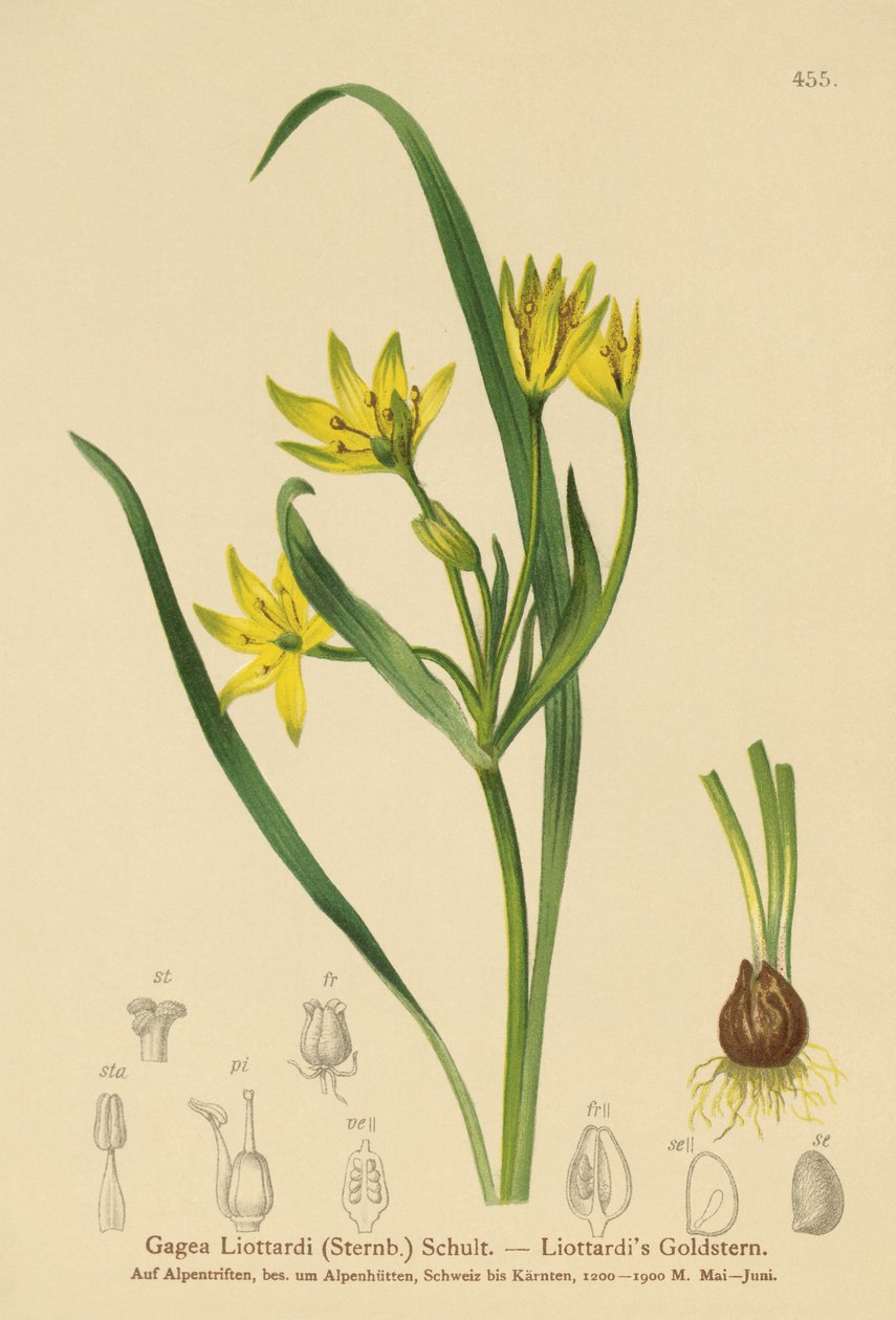 Žlutá hvězda betlémská (Gagea Liottardi, Gagea lutea, Gagea fragifera, Ornithogalum minimum var. fragiferum, Gagea fistulosa subsp. liotardii) od German School