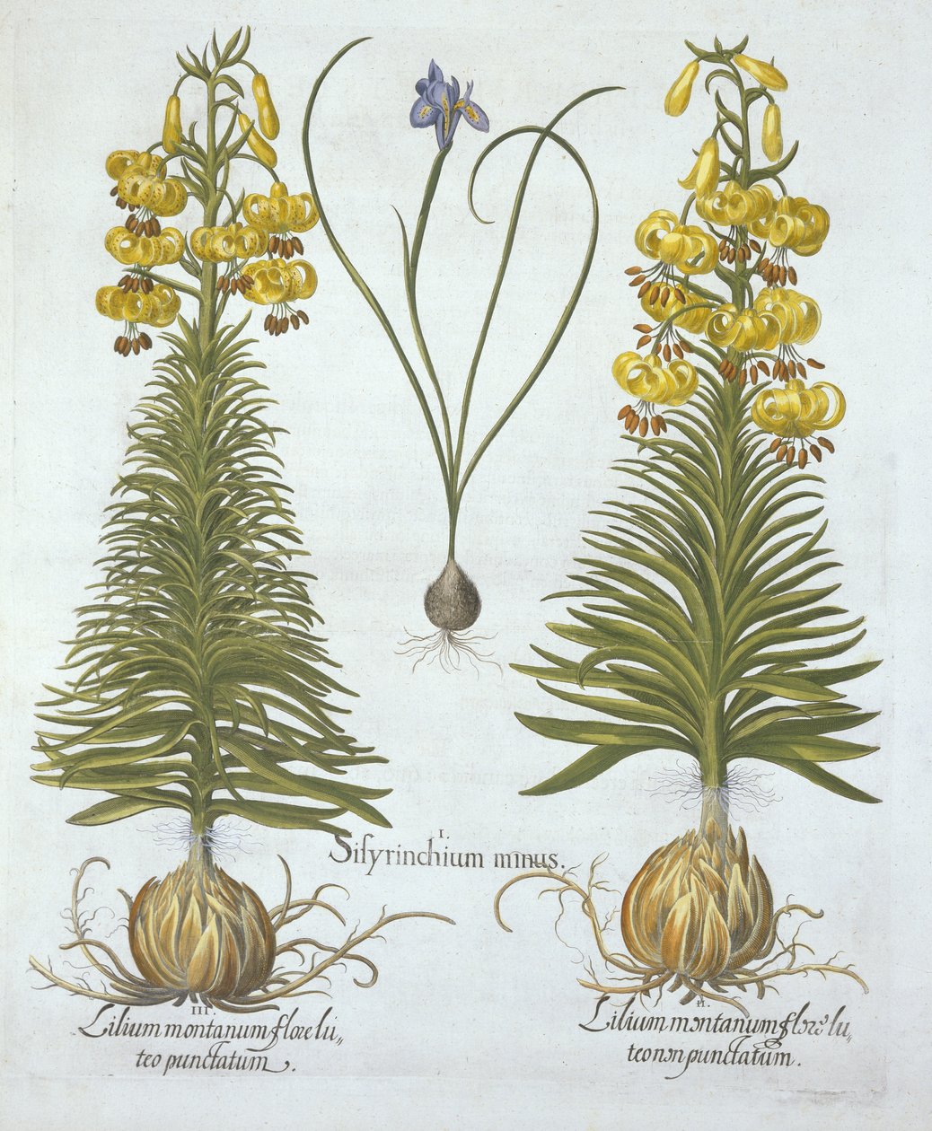 Žlutá turkscapová lilie s cibulkou a zakrslou modrookou trávou,, od Hortus Eystettensis, od Basila Beslera (1561-1629), hospoda. 1613 (ručně kolorovaná rytina) od German School