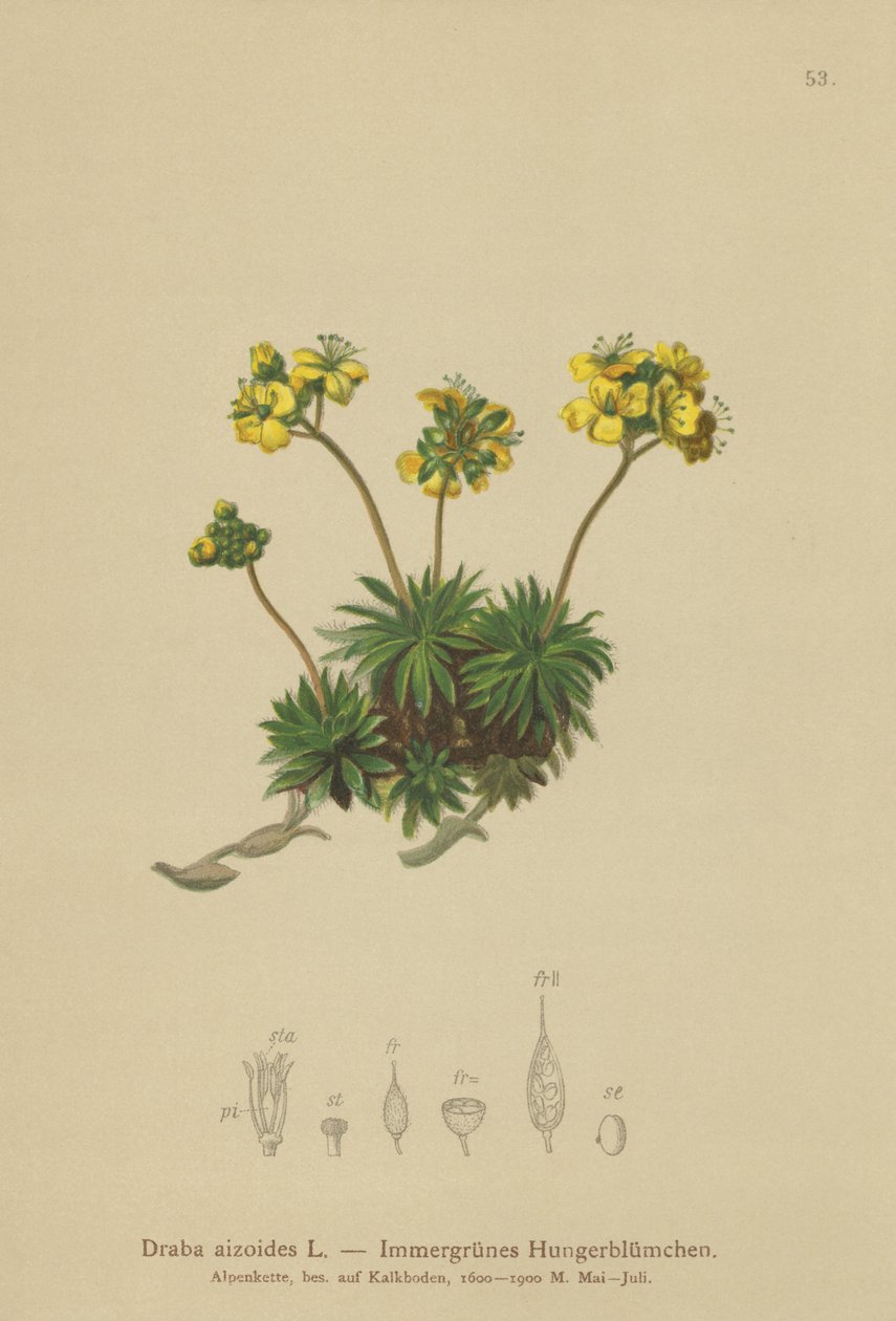 Žlutá bělozářka liliovitá (Draba aizoides) od German School