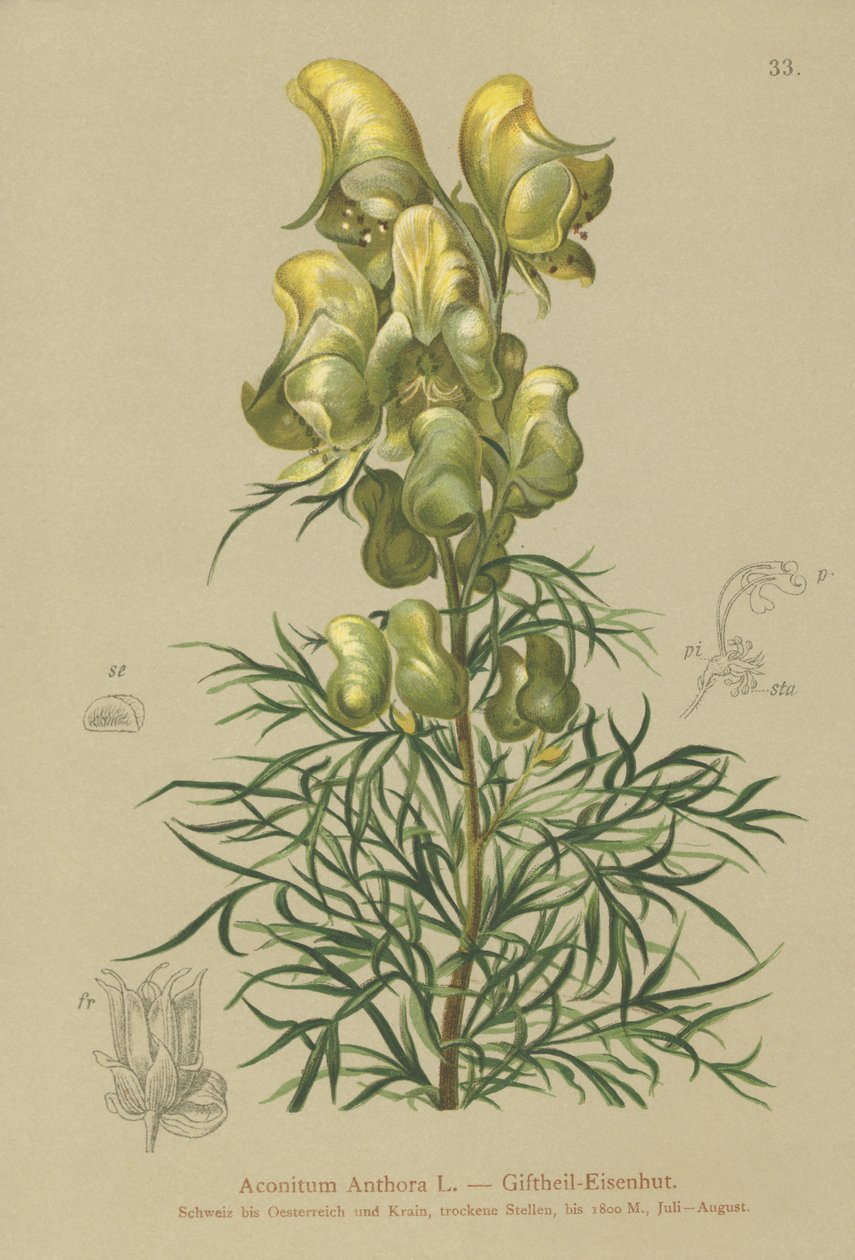 Žluté mnišství (Aconitum anthora) od German School