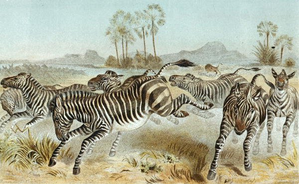 Zebra, deska z "Brehms Tierleben: Allgemeine Kunde des Tierreichs", sv. 81, vydal Bibliographisches Institut od German School