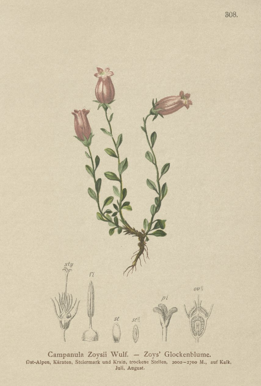 Zois Bellflower (Campanula Zoysii) od German School