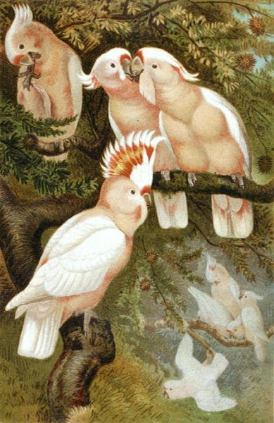 dnca Kakadu, deska z "Brehms Tierleben: Allgemeine Kunde des Tierreichs", sv.5, s.380, vydal Bibliographisches Institut od German School