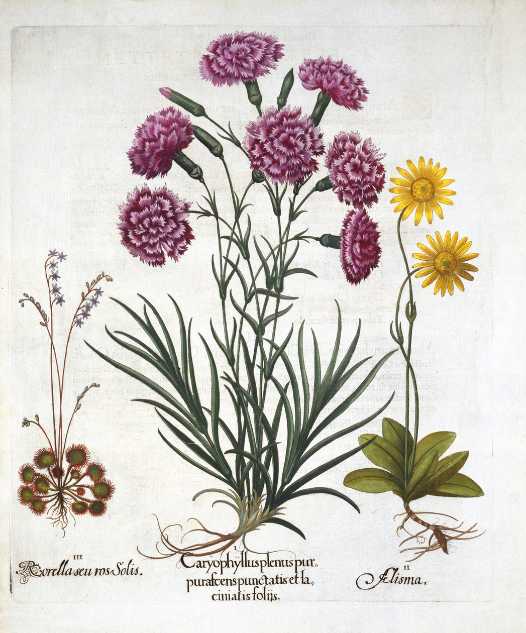 i. Karafiát, Dianthius, ii. Arnika a iii. Rosnatka kulatolistá z Hortus Eystettensis, hospoda Basil Besler (1561-1629). 1613 od German School